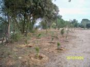 Millora a l'Hort del Bisbe