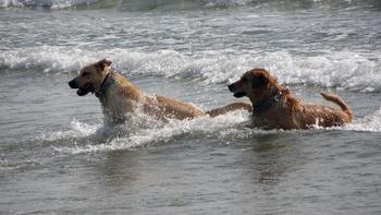 gossos platja