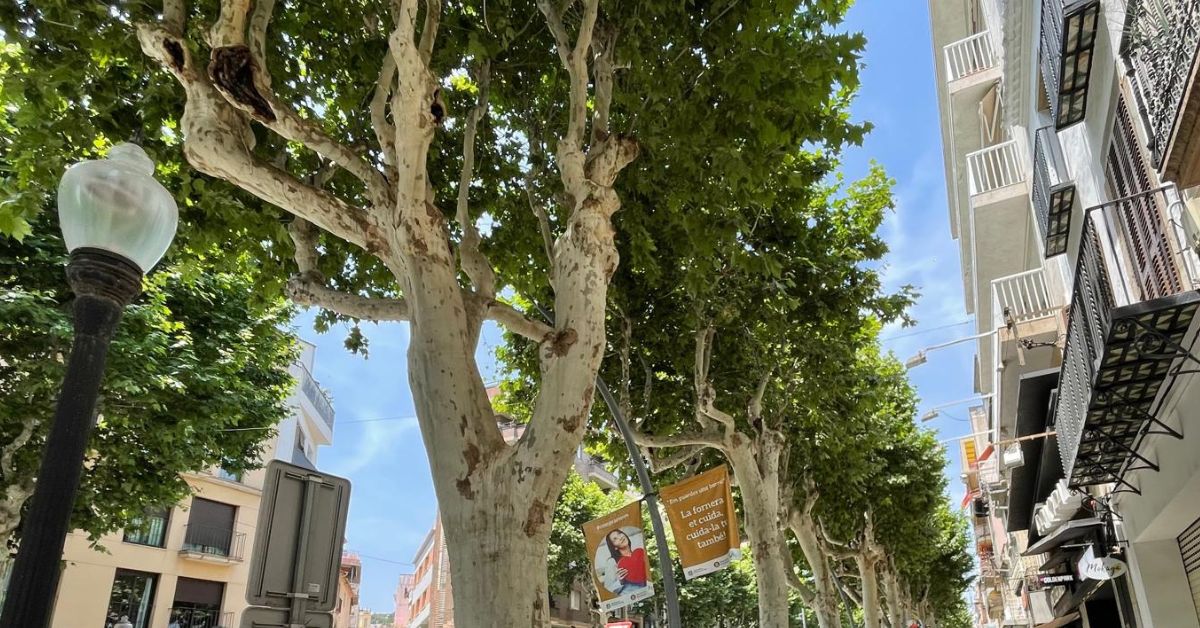 tractament fitosanitari dels plàtans de la vila