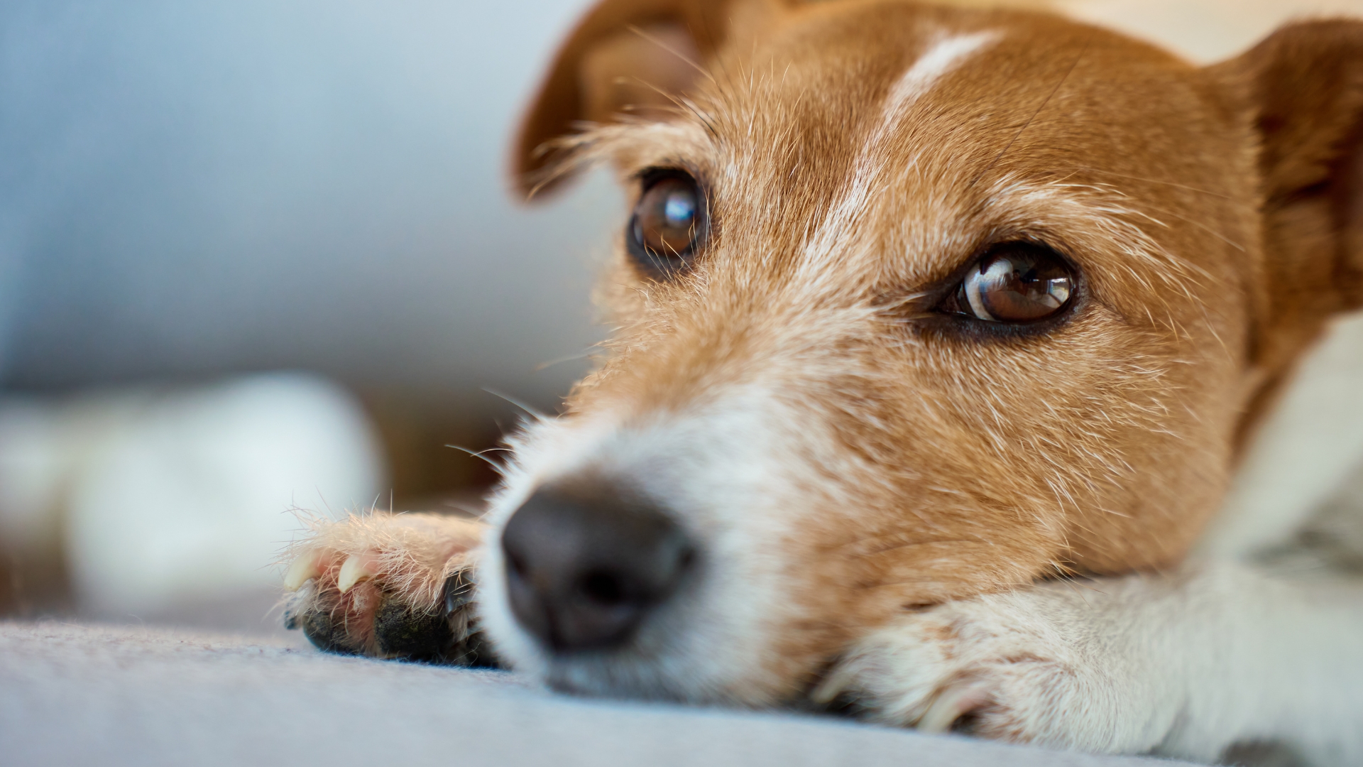 campanya per fomentar la tinença responsable d'animals de companyia