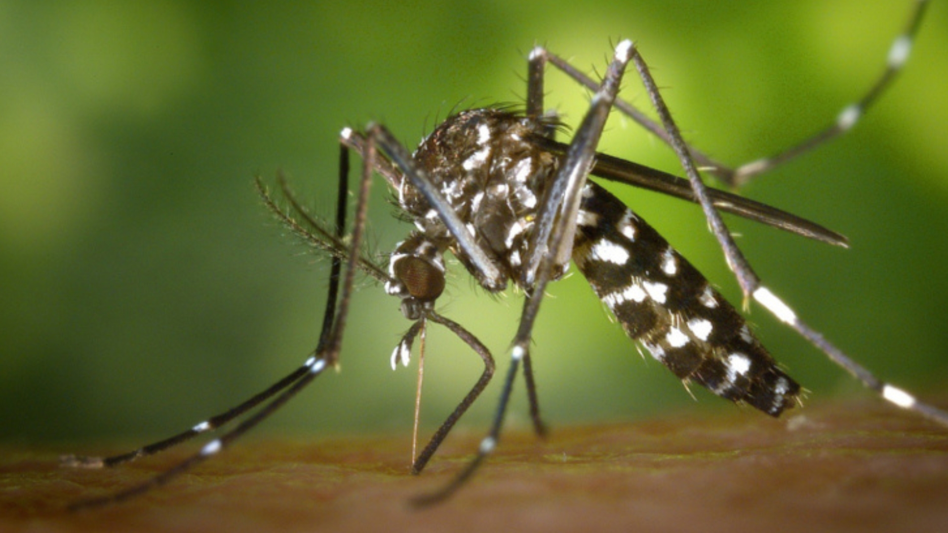l'ajuntament inicia la campanya de control del mosquit tigre